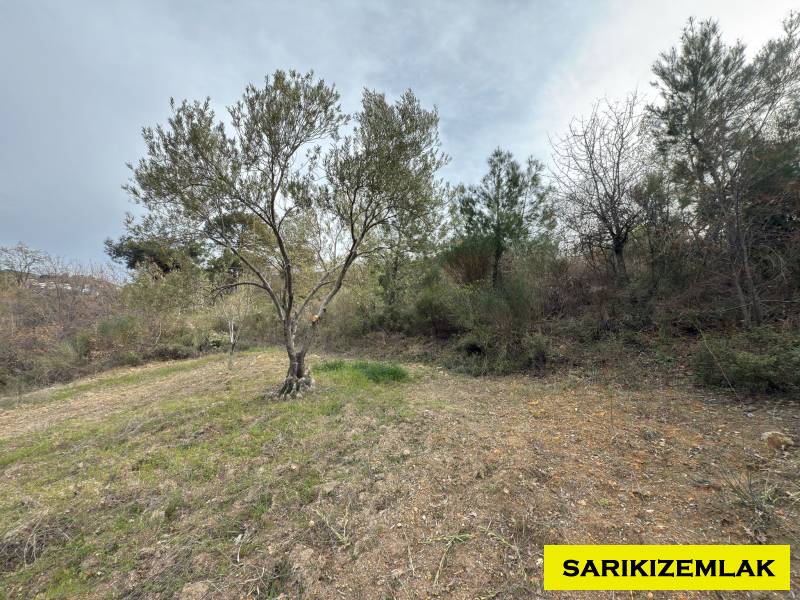 Havran Hallaçlar Mah`daZeytinlik. - 10